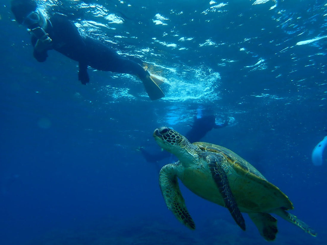 シュノーケリングで、海の絶景を鮮明に残す｜曇りを防ぐ防水ケース - Sweetleaff